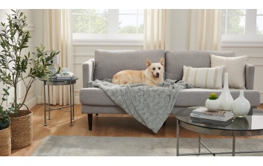 Обзавеждане на дом с домашен любимец: Какво да предвидиш?